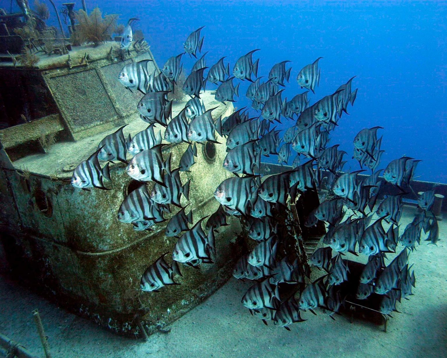 PADI Courses Stuart Coves Bahamas Dive Shop & Tours