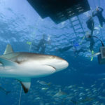 Stuart Cove Shark Diving-1