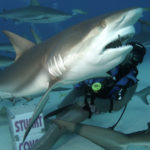 Stuart Cove Shark Diving-2