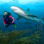 Stuart Cove Shark Diving-3